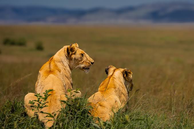 3 Days Tsavo East & Tsavo West