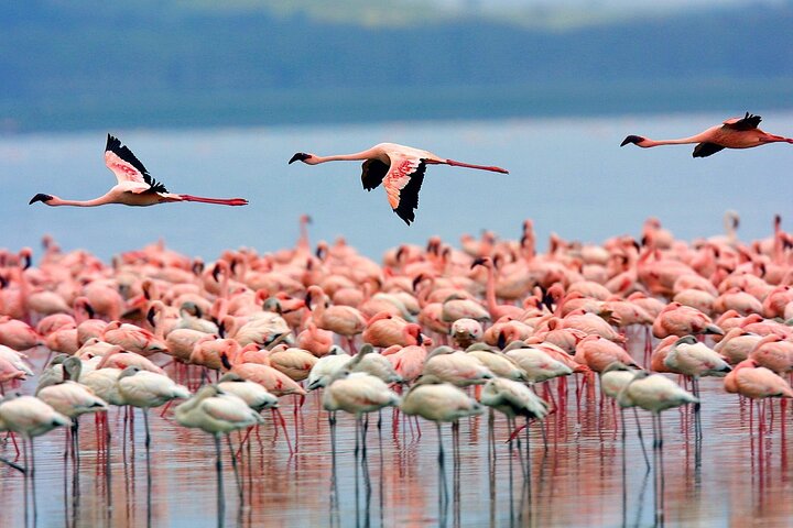 3 Days Tsavo East, Tsavo West & Amboseli