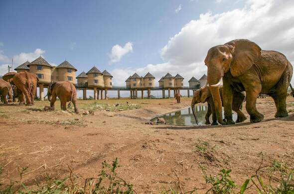 2 Days Tsavo East & Salt Lick